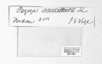 Scutellinia scutellata image